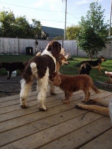 Enjoying morning coffee with the pack.