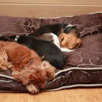 Snoozing