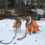 Pumpkin Beagles; Zoe & Scout!