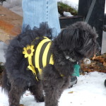 Libby The Bee