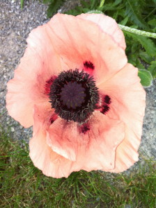 We Remember