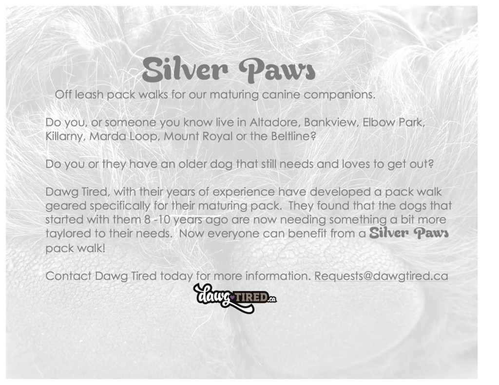 Silver Paws